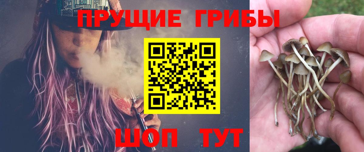 Псилоцибиновые грибы Psilocybine cubensis  Вход с VPN  где купить   Павлово 